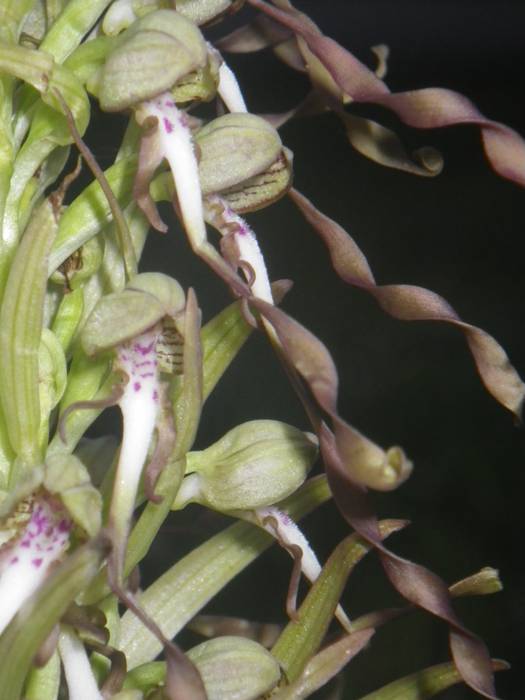 [KOMUNITATEA] Larrañoko orki 9 1498768582818