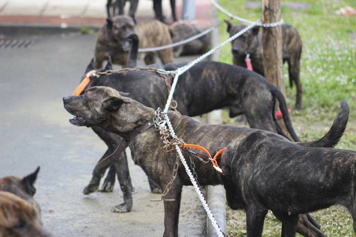 Baserri Azoka egin dute Okon 20 1521978782231