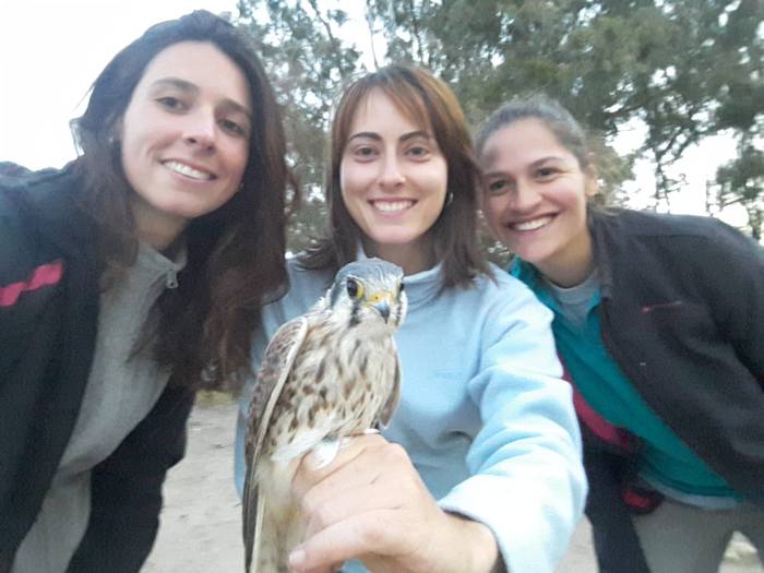 belatz koloretsua (General Pico, Argentina)