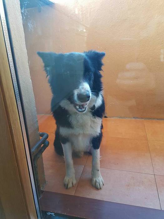 Txakur bat topatu dute Ganekogorta mendian