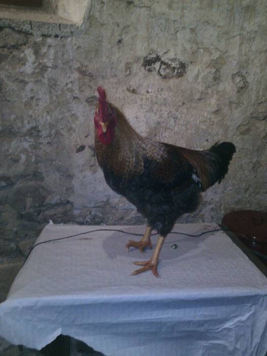 San Anton ospatu zuten Baran 13 1484954153552