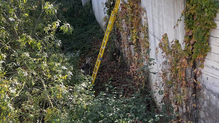 Txakur bat erreskatatu dute  1 1761824726382