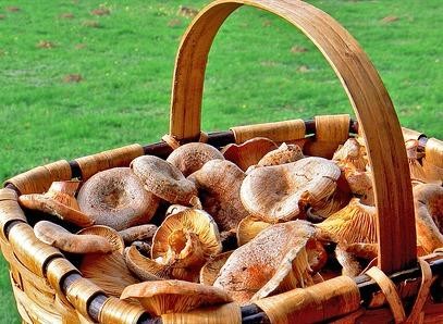 Udazkenarekin batera perretxikozaleentzako ekintza ugari antolatu dute