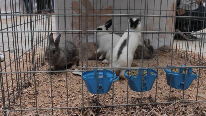 Abere eta trikitixa doinuak  35 1507484820622