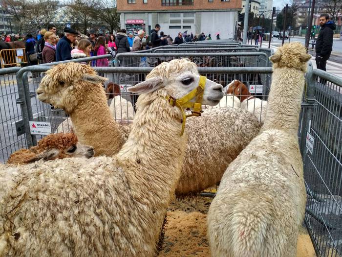 Ehunka lagunek berotu dute D 27 1521814104670