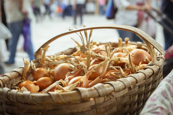 Sagarraren tradizioa plazara 19 1759588504250