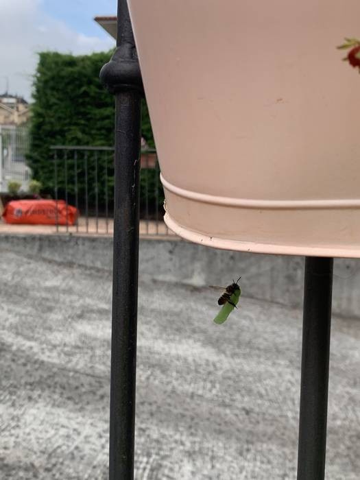 Megachile centuncularis
