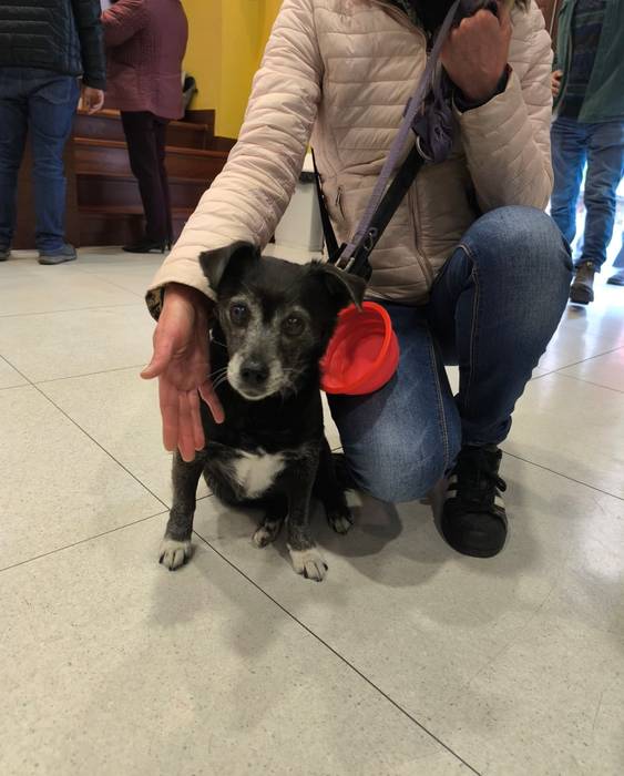 Txakurren lehen sorospenen t 3 1770929054884