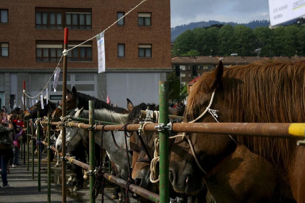 Dolumin Barikuko ganadu azoka Laudiora itzuliko da hilaren 22an