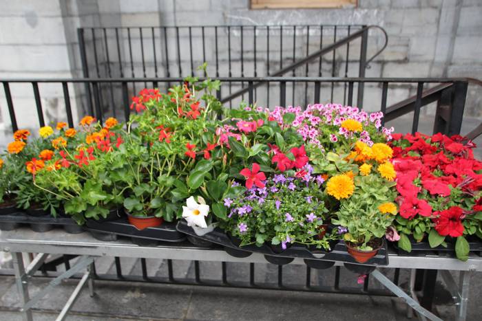 V.Azoka agroekologikoa