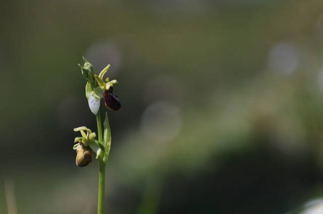 Itzultzeak 15 1619015041217