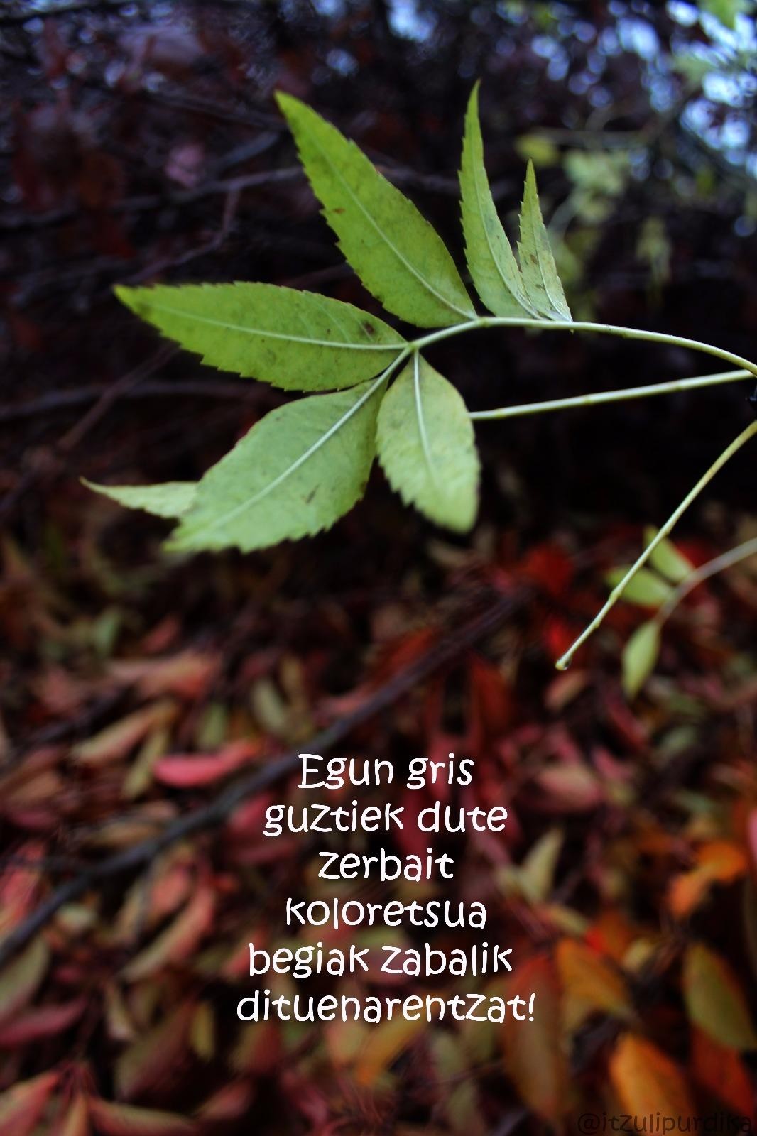KLIK: Egun grisak