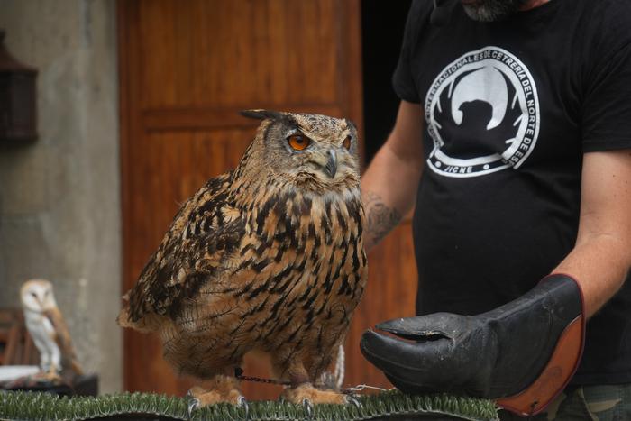 Falkoneria ikuskizuna antola 23 1752934014746