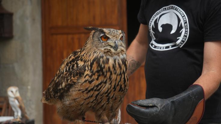 Falkoneria ikuskizuna antolatu dute aurten ere Erretes Tudelako jaietan