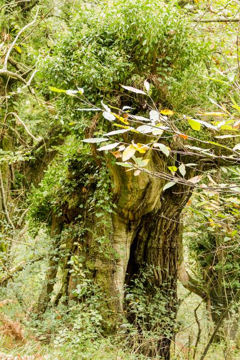 Jai giroa mendira igo dute O 42 1509352320113