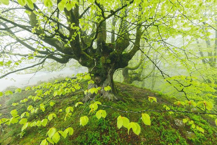 Urtzi Verak Espainiako Argaz 1 1757018798512