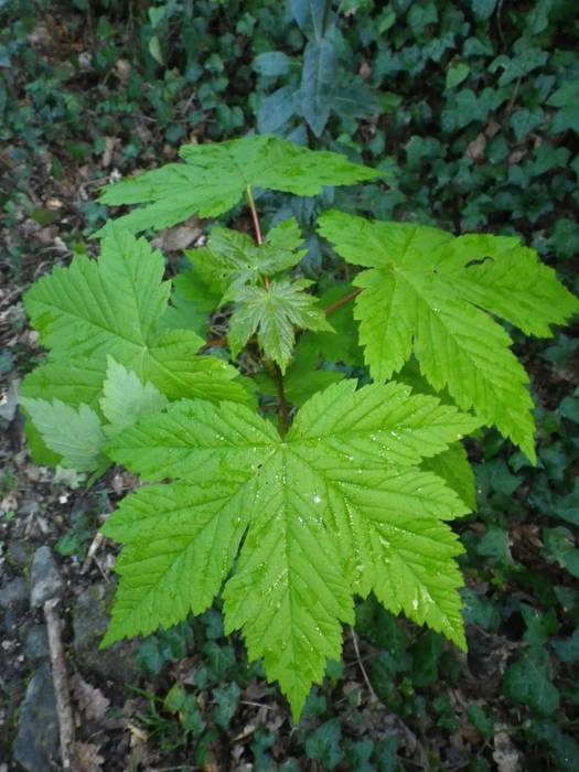 Agur esan baino arinago... 11 1523298224713