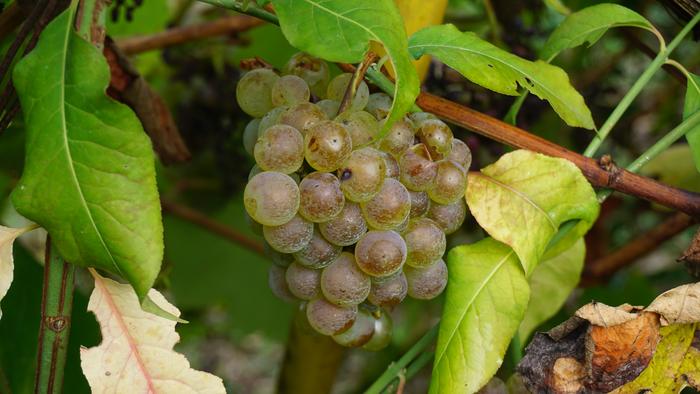 Txakolina Urduñan 9 1759234595610