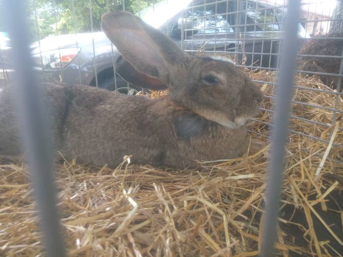 San Isidro Azokak jende ugar 29 1494852106025