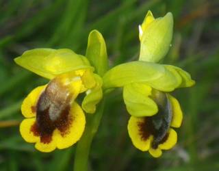 Arraño mendiko orkidea basatien balioa nabarmentzeko Udalak bisita gidatuen eta ekitaldi kulturalen programa bat diseinatu du
