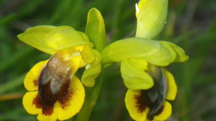 Arraño mendiko orkidea basatien balioa nabarmentzeko Udalak bisita gidatuen eta ekitaldi kulturalen programa bat diseinatu du