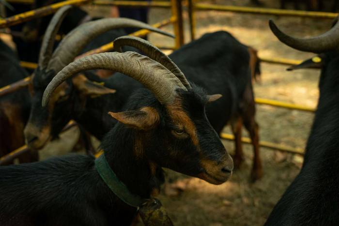 San Rokeko zelaiak bilakatu  29 1755350484716