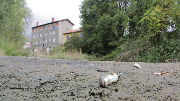 Nerbioi Ibaian hildako arrai 21 1505476855459