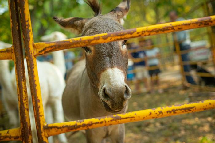 San Rokeko zelaiak bilakatu  7 1755350436977