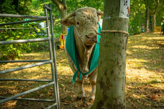 San Rokeko zelaiak bilakatu  33 1755350492261