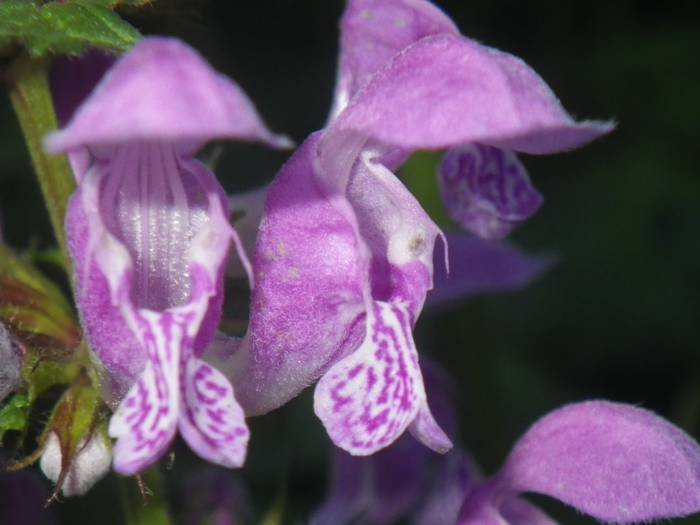 Agur esan baino arinago... 7 1523298199010