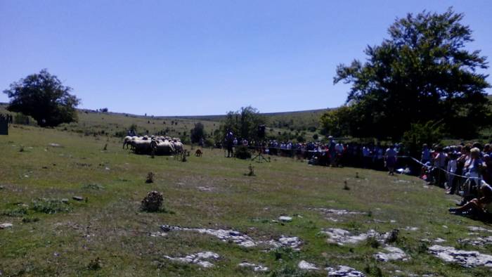 Artzainak izan ziren nagusi  55 1535893486045