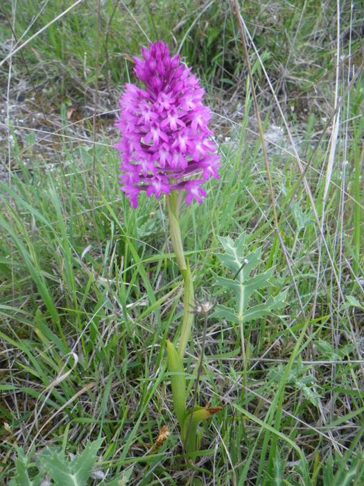 [KOMUNITATEA] Larrañoko orki 4 1498768343605