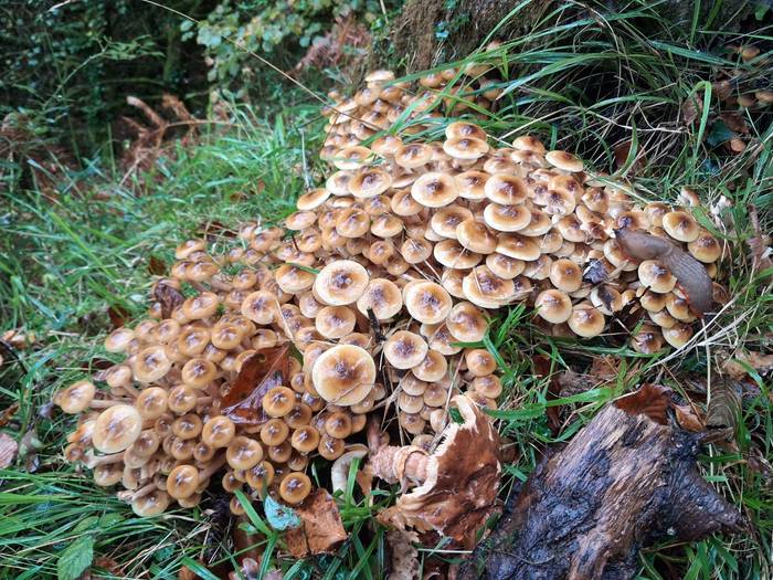 Supelaur Elkarteko zendutako 2 1761507436638