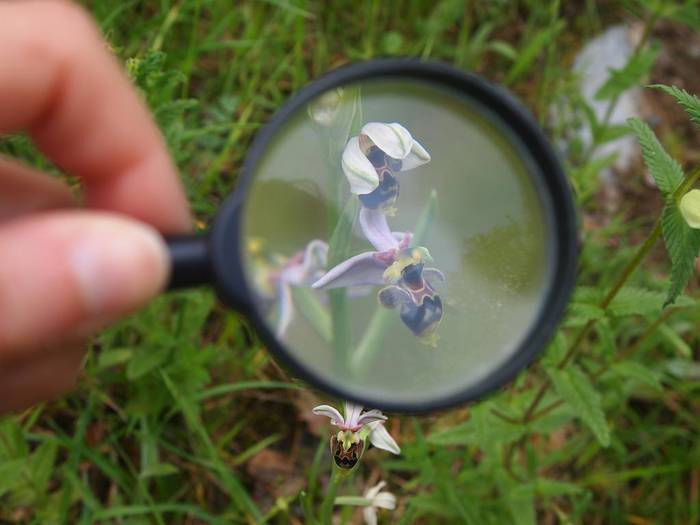 Arrañoko orkidea basatiak ezagutzeko bigarren jardunaldiak egingo dituzte