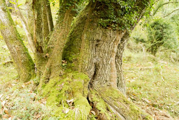 Jai giroa mendira igo dute O 41 1509352296970