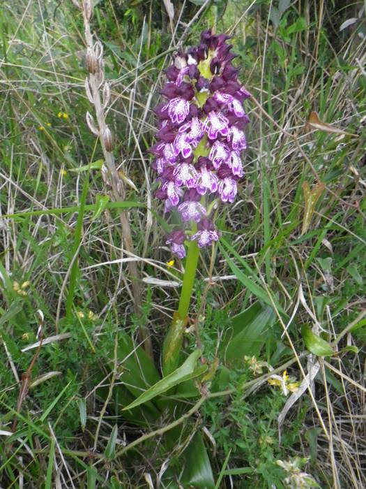 [KOMUNITATEA] Larrañoko orki 17 1498768891752