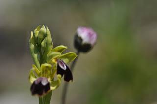 Itzultzeak 17 1619015041498