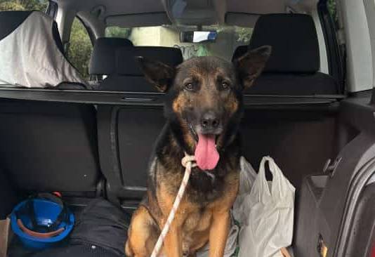 Galdutako txakur bat topatu dute Gardean