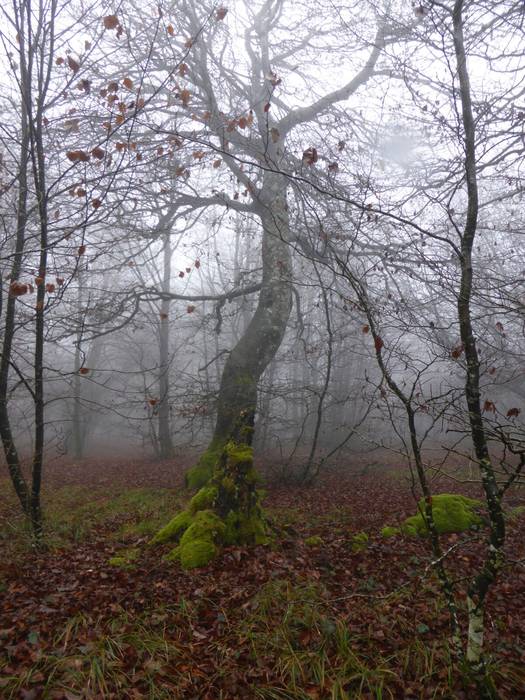 Laino artetik Santa Elena me 18 1511892572486