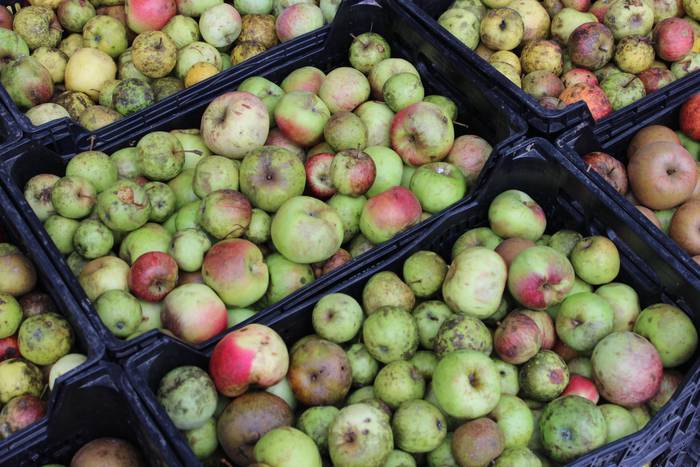 Laudioko Sagar Eguna 35 1509300019242