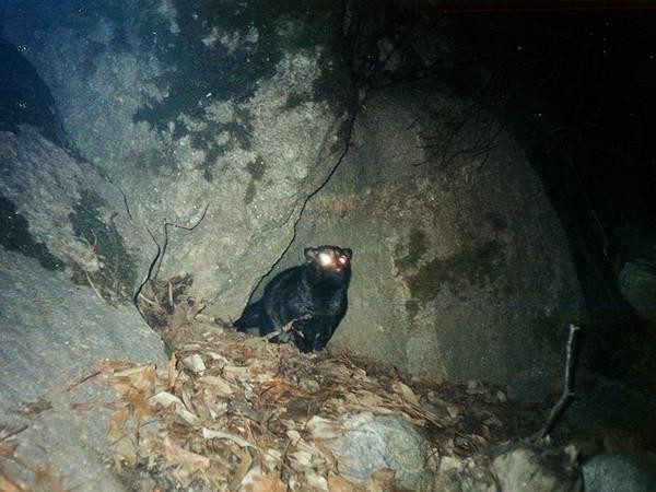 Animaliak gerra lekuetan ere bizirik