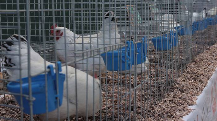 Abere eta trikitixa doinuak  37 1507484834810