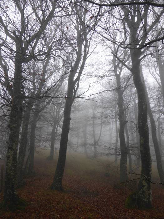 Laino artetik Santa Elena me 14 1511892542467