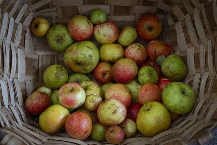 Sagarraren tradizioa plazara 16 1759588497597