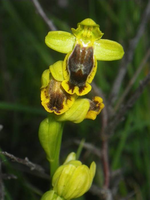 [KOMUNITATEA] Larrañoko orki 10 1498768617616