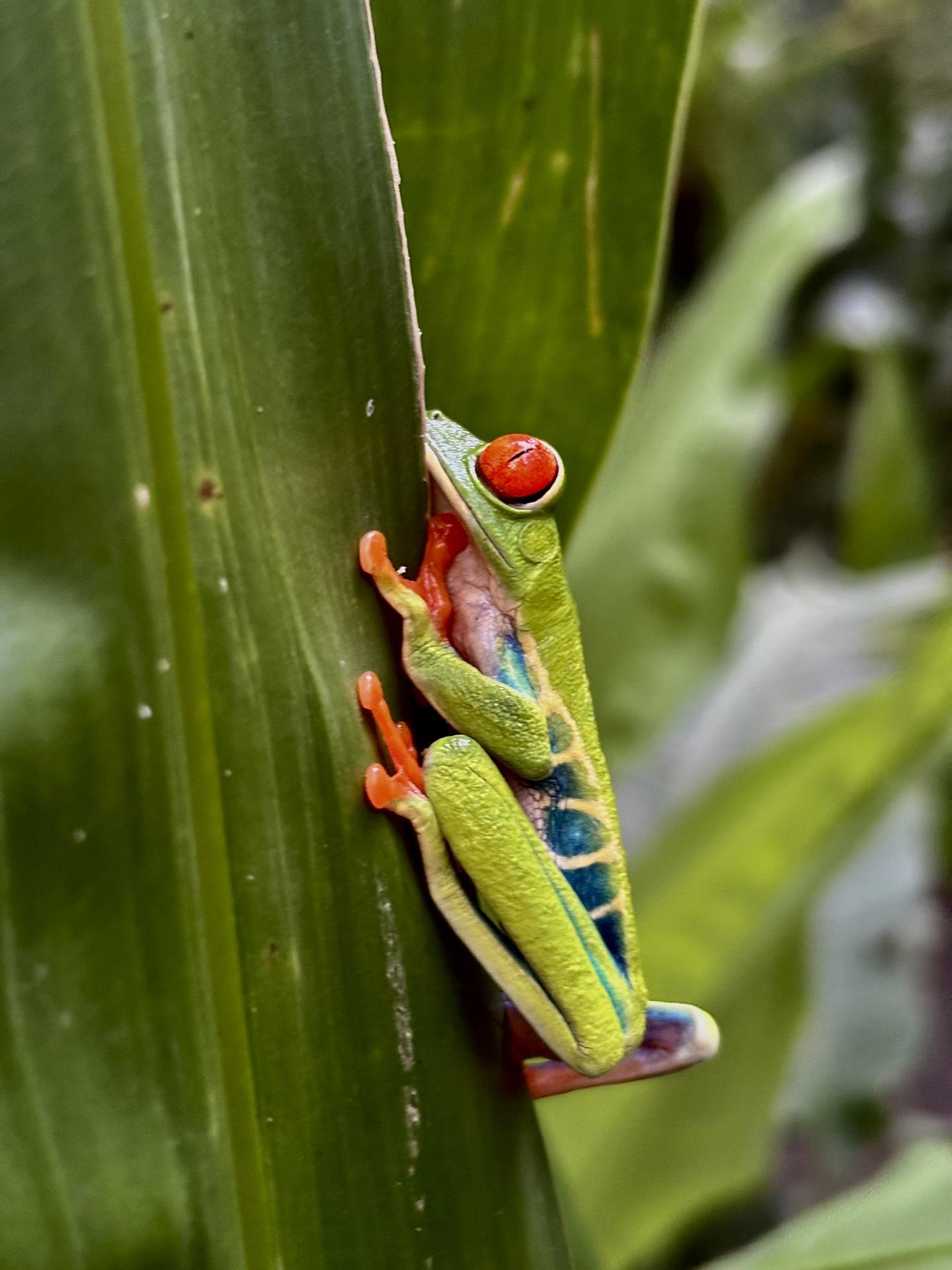 Costa Rica