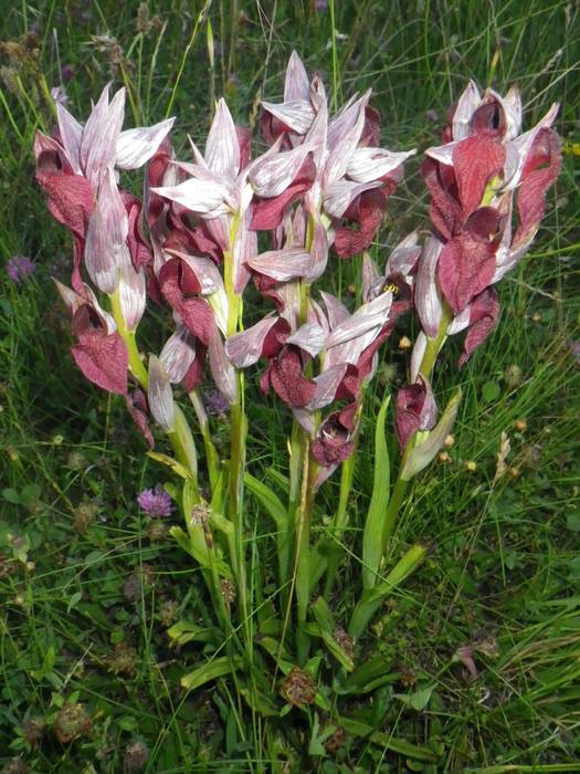 [KOMUNITATEA] Larrañoko orki 19 1498768969024