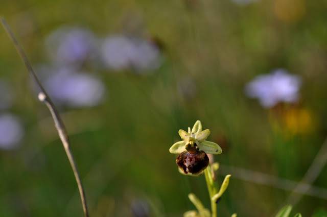 Edertasun distirak: Orkideoe 13 1590163818093