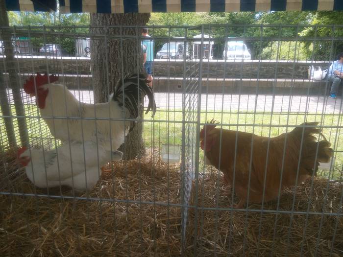 San Isidro Azokak jende ugar 32 1494852203552