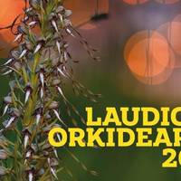 Arrañoko Orkidea Basatiak III. Jardunaldiak